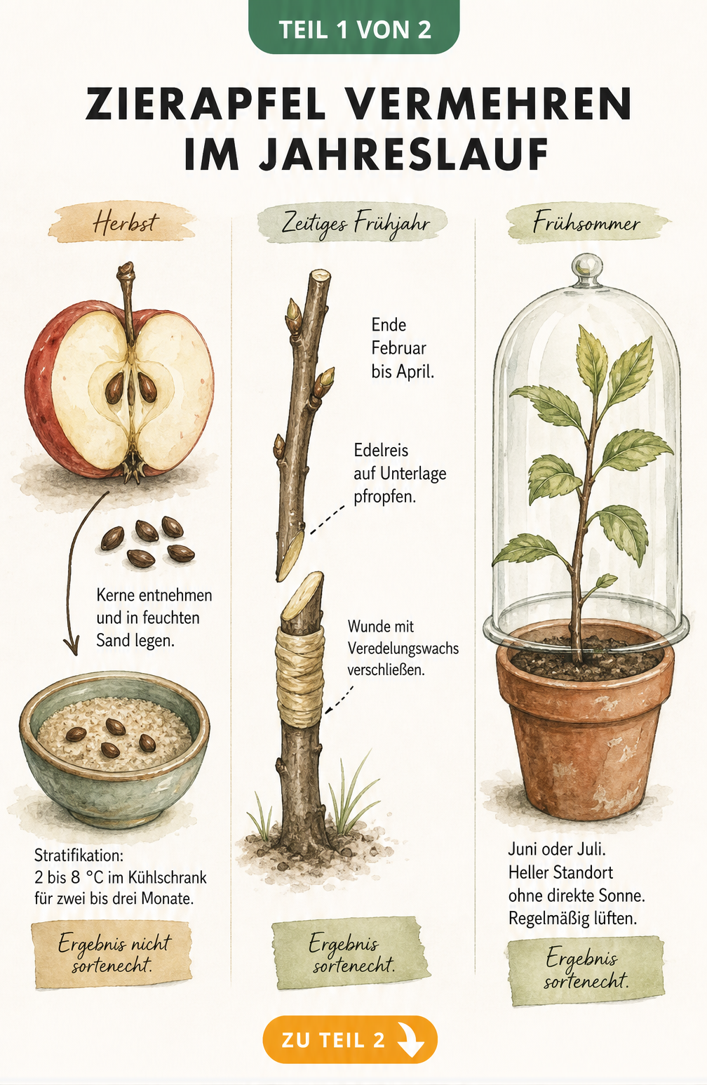 Botanische Illustration der drei Vermehrungsmethoden für Zieräpfel im Jahreslauf: Stratifikation im Herbst, Veredelung im Frühjahr und Stecklinge im Sommer.