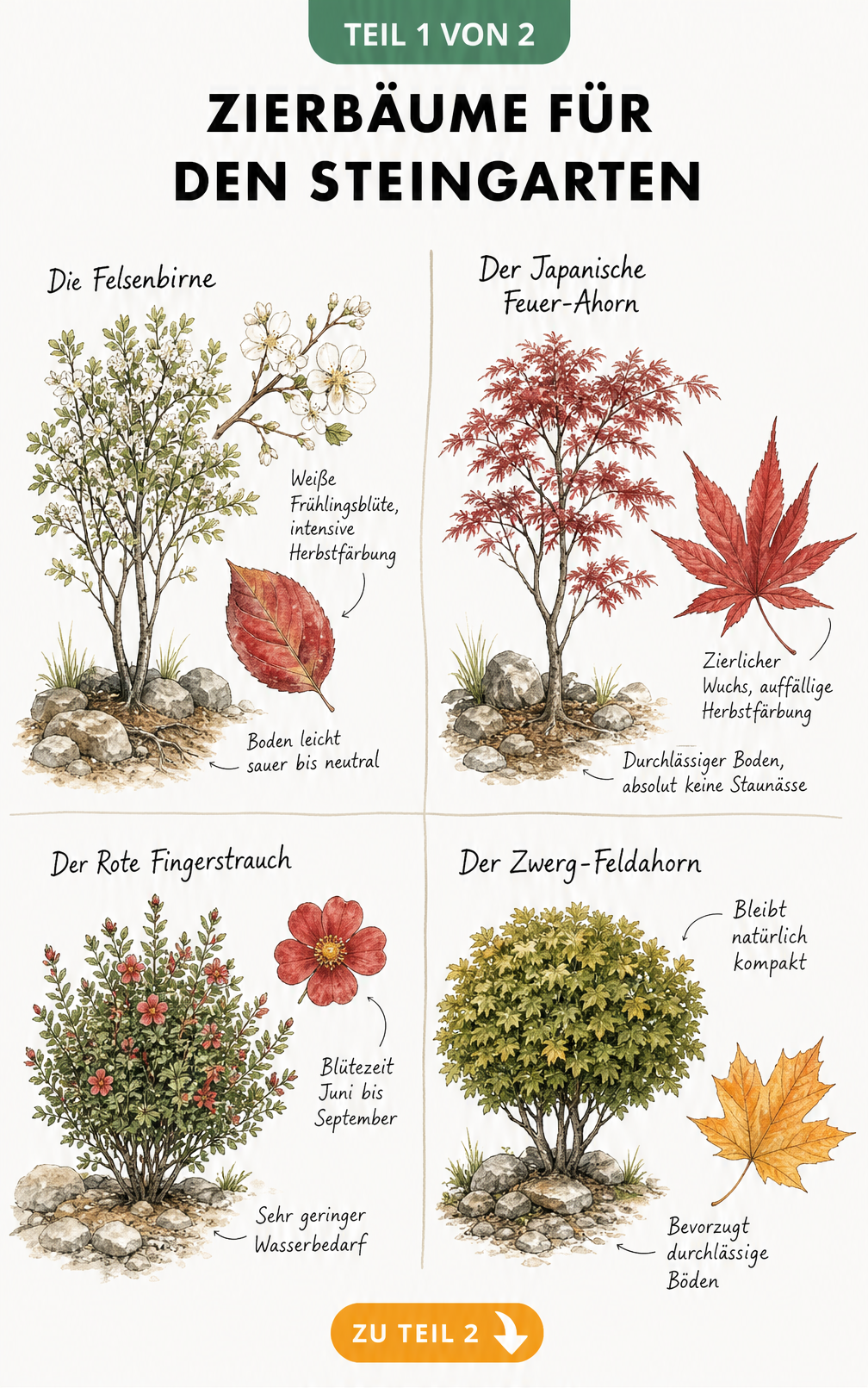 Botanische Illustration von Zierbäumen für den Steingarten: Felsenbirne, Japanischer Feuer-Ahorn, Roter Fingerstrauch und Zwerg-Feldahorn mit Details zu Blüten...