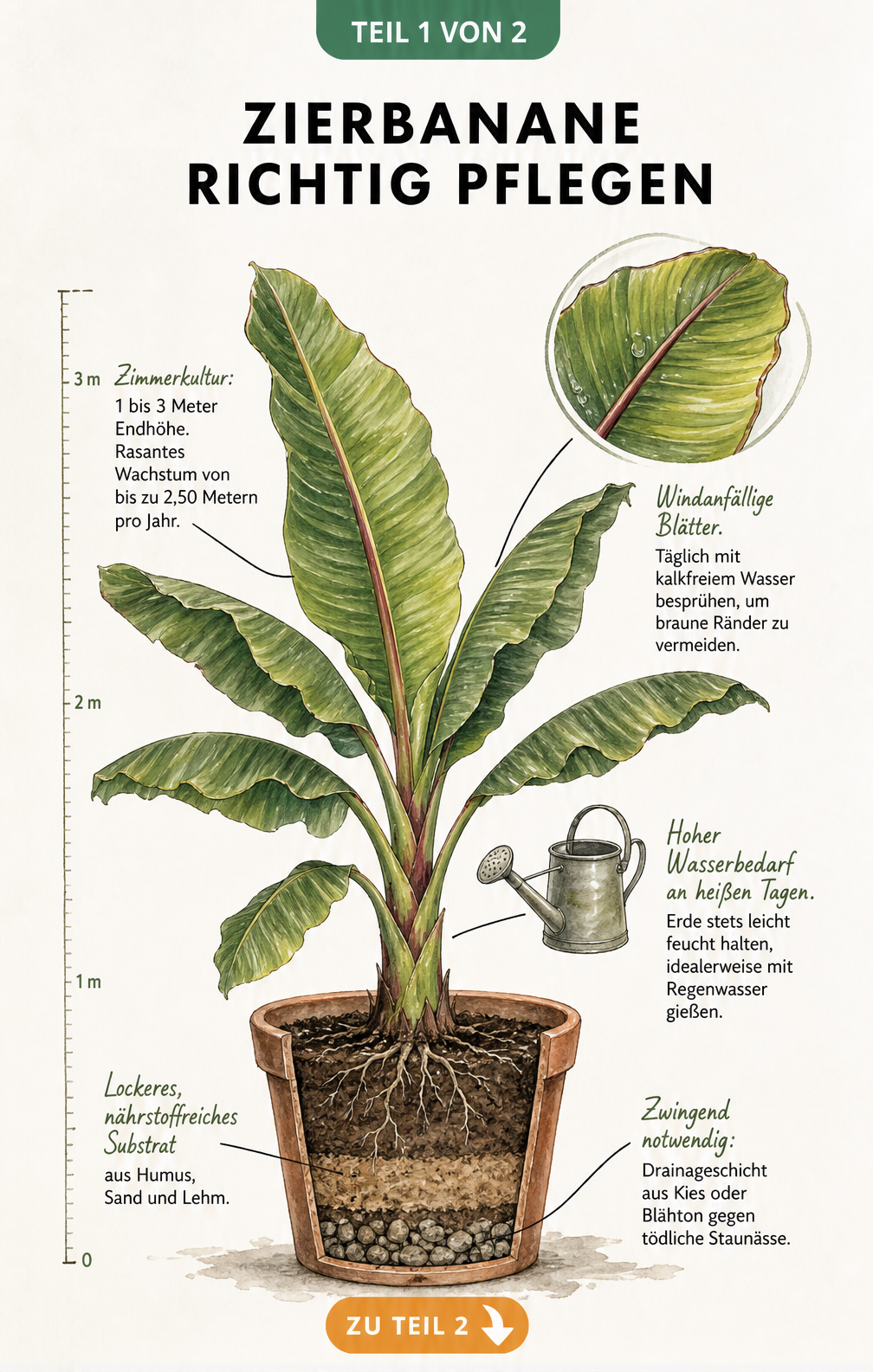 Botanische Illustration einer Zierbanane im Terrakotta-Kübel mit Pflegehinweisen zu Wuchshöhe, Gießen und Substrat