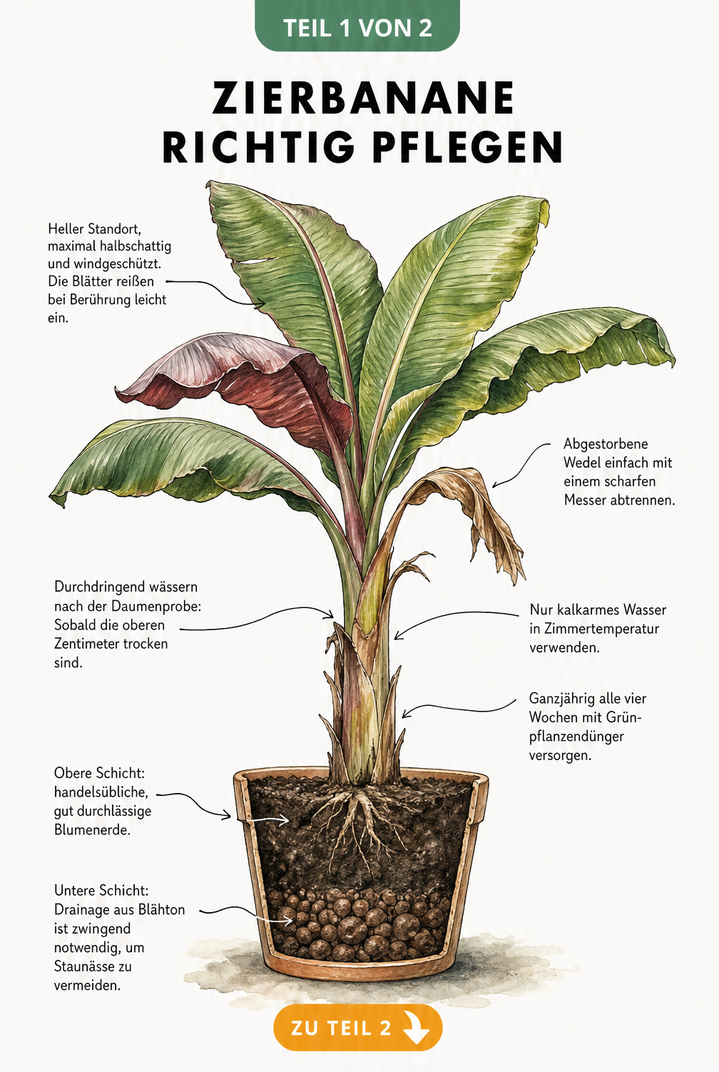 Botanische Illustration einer Zierbanane im Pflanzkübel mit Pflegehinweisen zu Standort, Gießen, Düngen und Substrat
