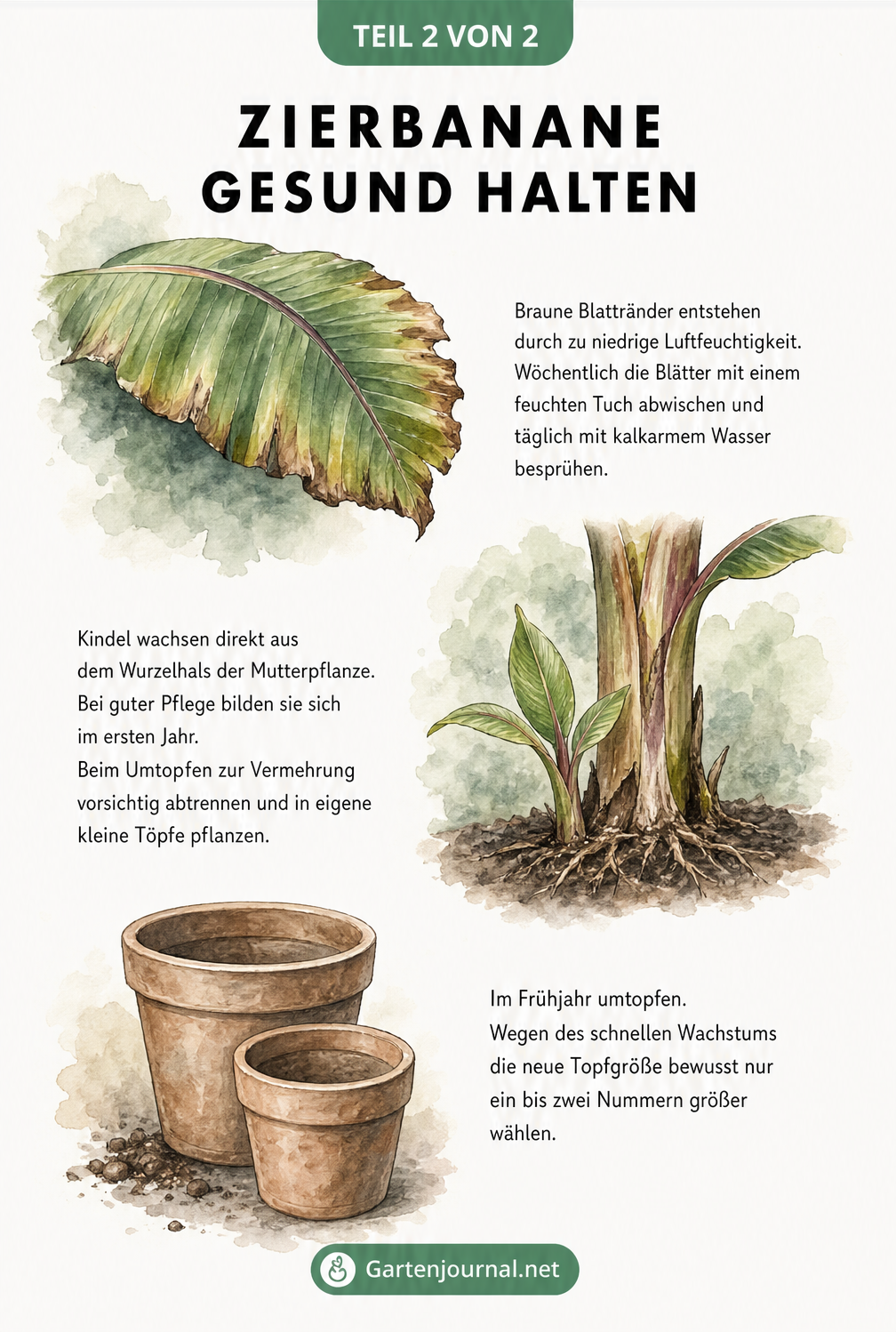 Aquarell-Illustrationen zur Zierbanane: Braune Blattränder, Kindel am Wurzelhals und Umtopfen im Frühjahr