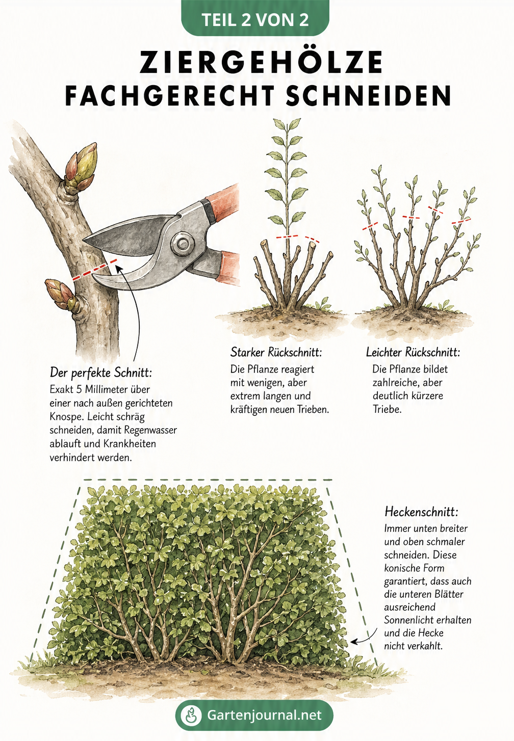 Zeichnung einer Gartenschere, die einen Zweig über einer Knospe schneidet, sowie Skizzen zu Schnitttiefe und Heckenform