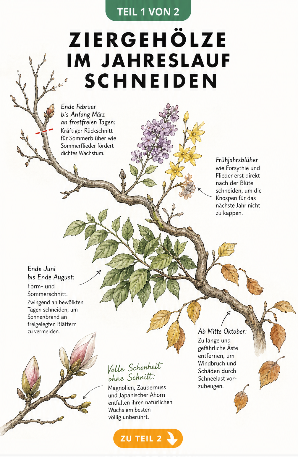 Illustration eines Astes, der die vier Jahreszeiten durchläuft und zeigt, wann Ziergehölze geschnitten werden