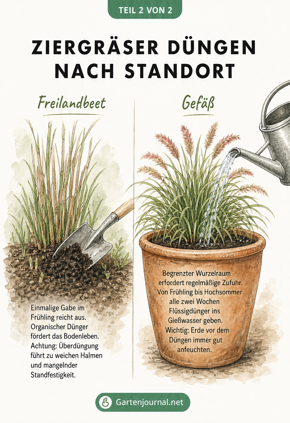 Illustration zeigt die Düngung von Chinaschilf im Freiland mit Kompost und Lampenputzergras im Topf mit Flüssigdünger