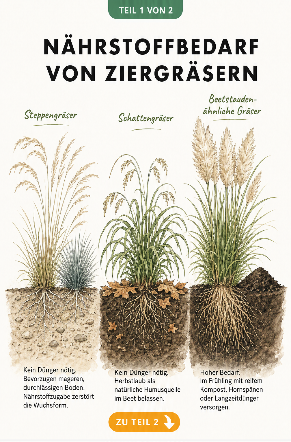 Botanische Schnittzeichnung zeigt den Nährstoffbedarf von Steppengräsern, Schattengräsern und beetstaudenähnlichen Gräsern
