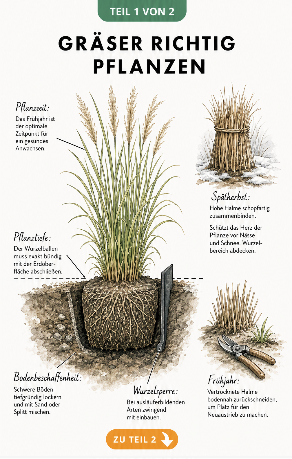 Botanische Querschnitts-Illustration eines Ziergrases im Boden mit Hinweisen zu Pflanzzeit, Pflanztiefe, Bodenbeschaffenheit und Wurzelsperre