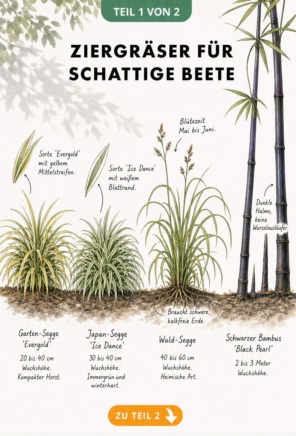 Botanische Illustration von vier Ziergräsern für den Schatten: Garten-Segge 'Evergold', Japan-Segge 'Ice Dance', Wald-Segge und Schwarzer Bambus 'Black Pearl'...
