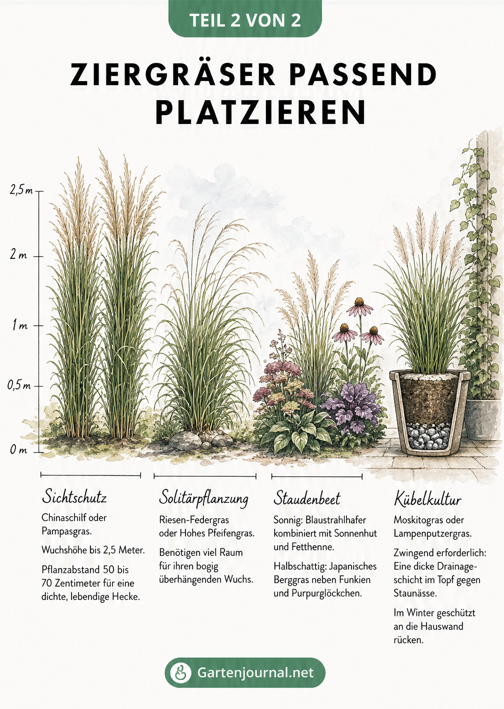 Handgezeichnete Gartenansicht mit vier Pflanzsituationen für Ziergräser: Sichtschutz, Solitärpflanzung, Staudenbeet und Kübelkultur