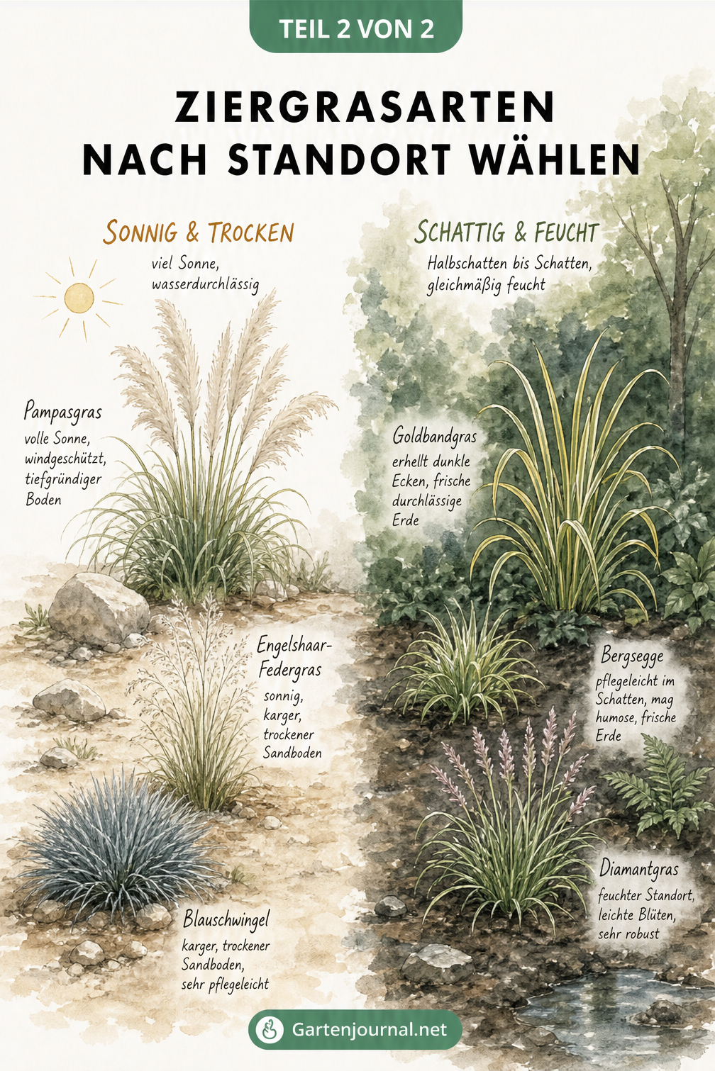 Illustration von Ziergräsern aufgeteilt nach sonnigen, trockenen und schattigen, feuchten Standorten