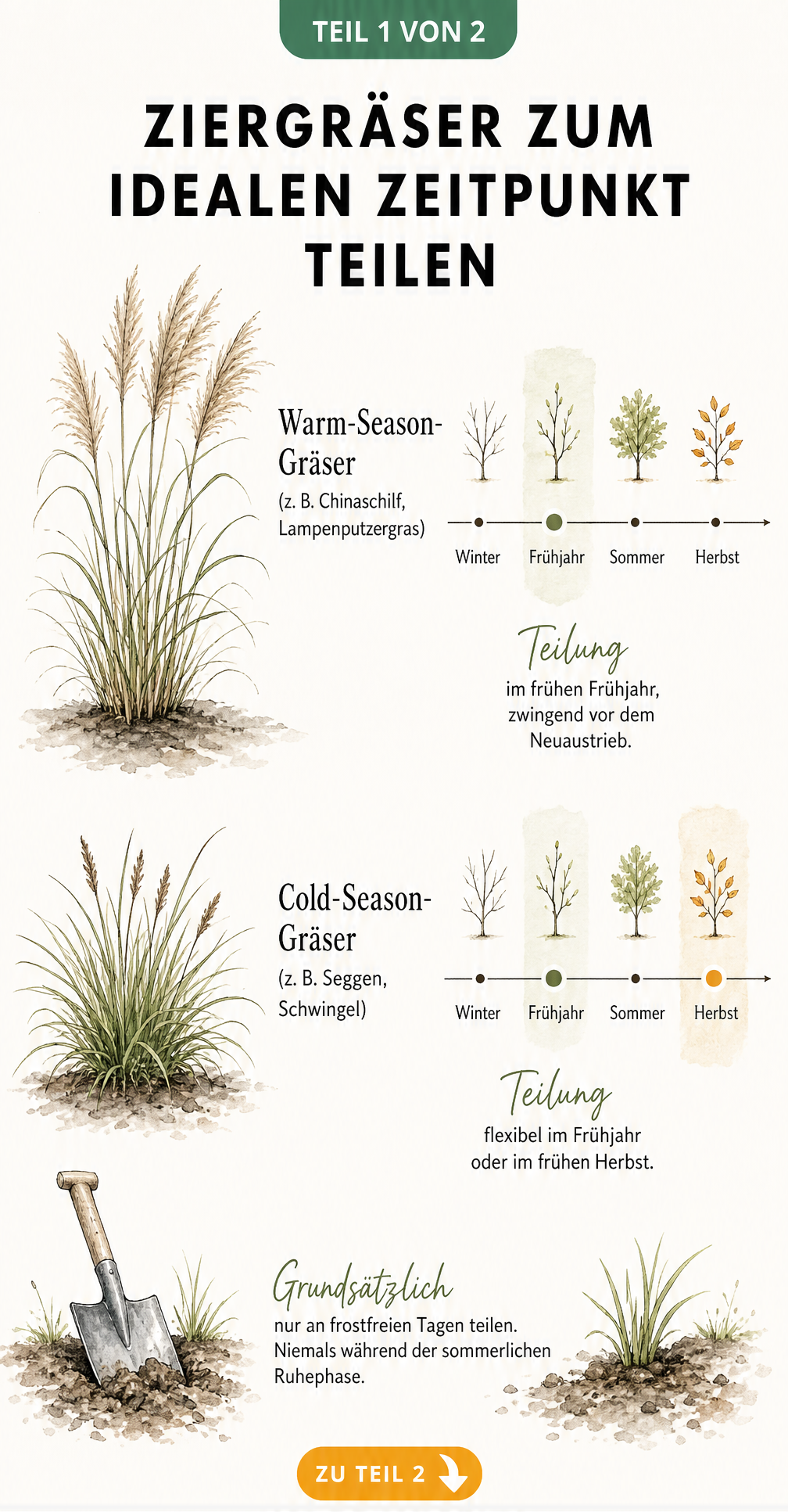 Illustration von Chinaschilf und Segge mit Zeitstrahl zur Teilung von Warm- und Cold-Season-Gräsern im Frühjahr und Herbst