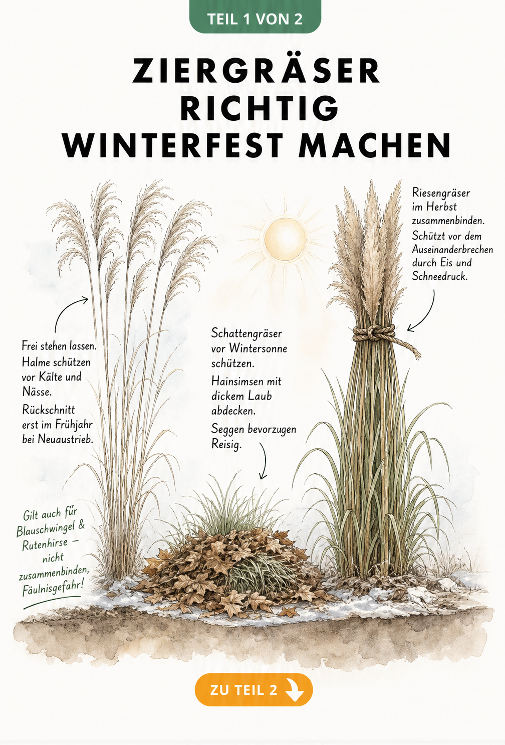 Illustration von Chinaschilf, Hainsimse und Pampasgras mit Tipps zum Überwintern