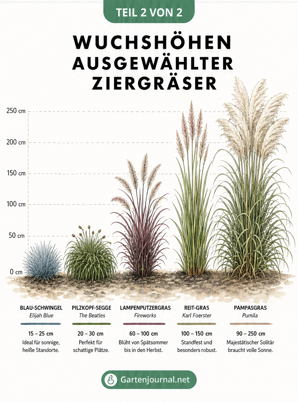 Illustration von fünf Ziergräsern im Vergleich: Blau-Schwingel, Pilzkopf-Segge, Lampenputzergras, Reit-Gras und Pampasgras mit Wuchshöhen.