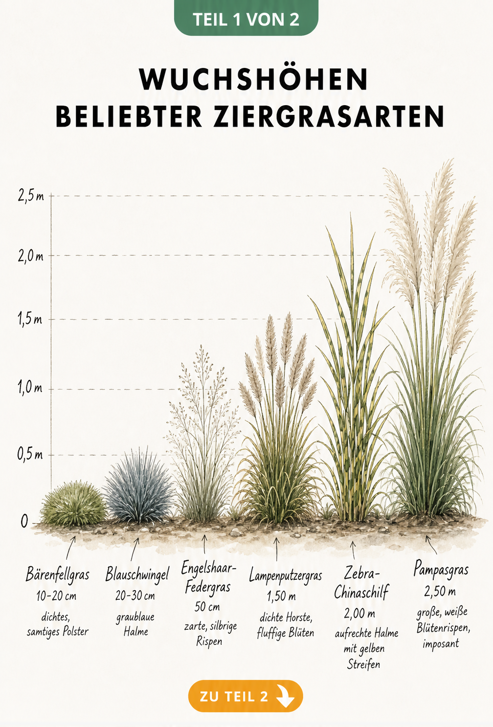 Illustration der Wuchshöhen von sechs beliebten Ziergräsern wie Bärenfellgras, Blauschwingel und Pampasgras im Vergleich