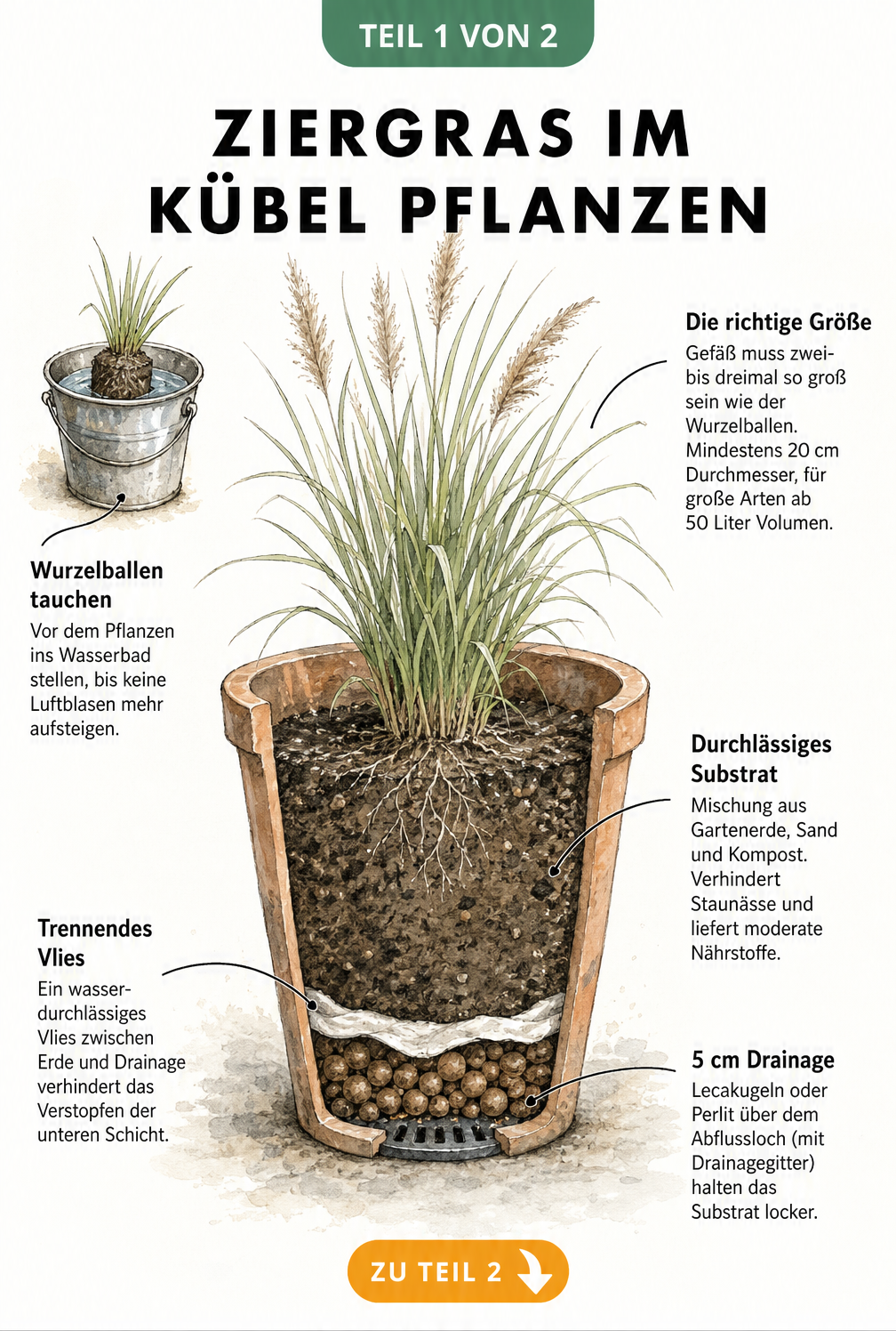 Querschnitt eines Pflanzkübels mit Ziergras, der den optimalen Schichtaufbau aus Drainage, Vlies und Substrat zeigt.