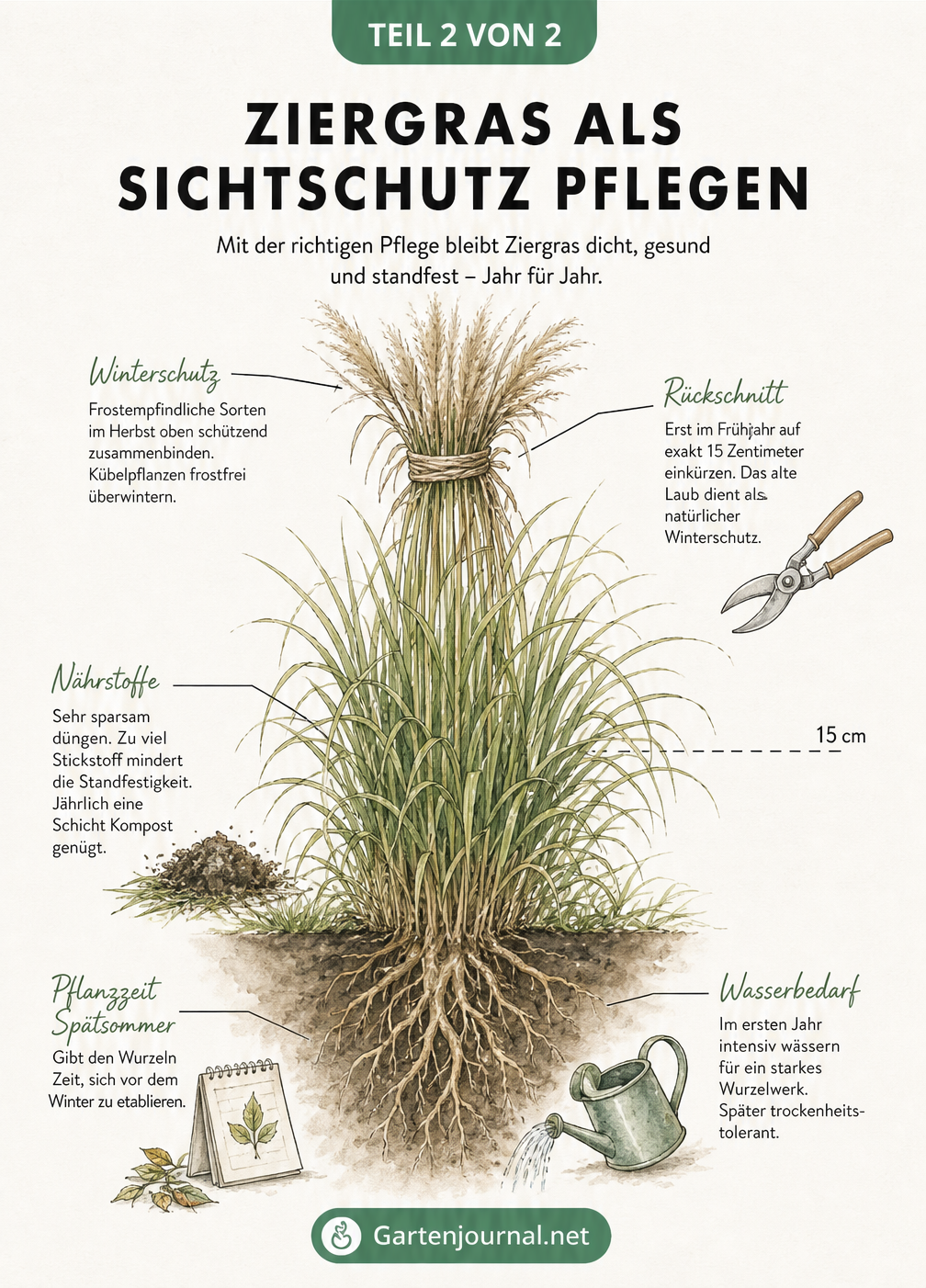 Botanische Illustration eines Pampasgrases mit Pflegehinweisen zu Pflanzzeit, Wasserbedarf, Düngung und Rückschnitt