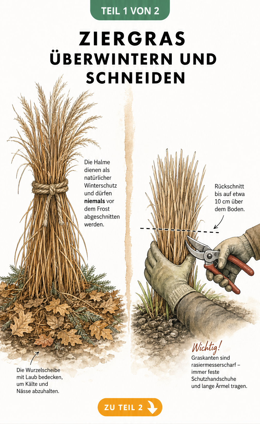 Botanische Skizze eines Ziergrases im Spätherbst mit zusammengebundenem Schopf und im Frühjahr beim Rückschnitt mit Gartenschere.