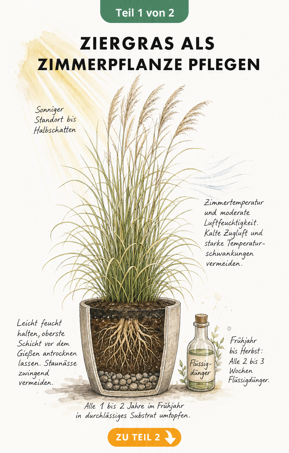 Botanische Illustration eines Ziergrases im Topf mit Pflegehinweisen zu Standort, Temperatur, Düngung und Bewässerung
