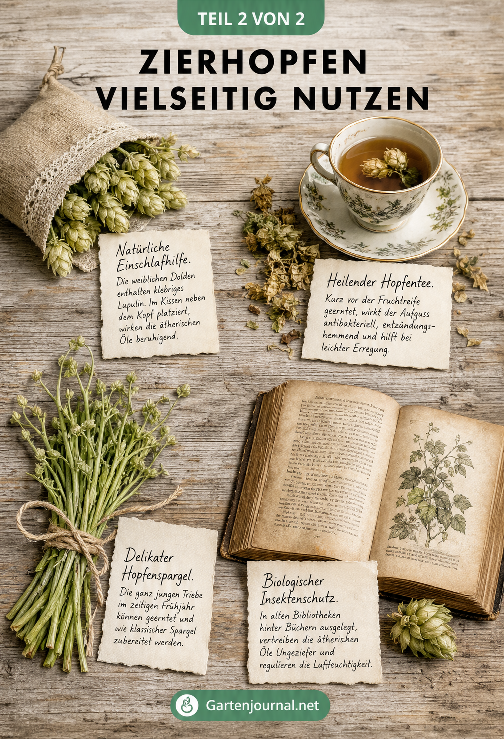 Illustration verschiedener Verwendungszwecke von Hopfen wie Hopfentee, Hopfenspargel und Insektenschutz