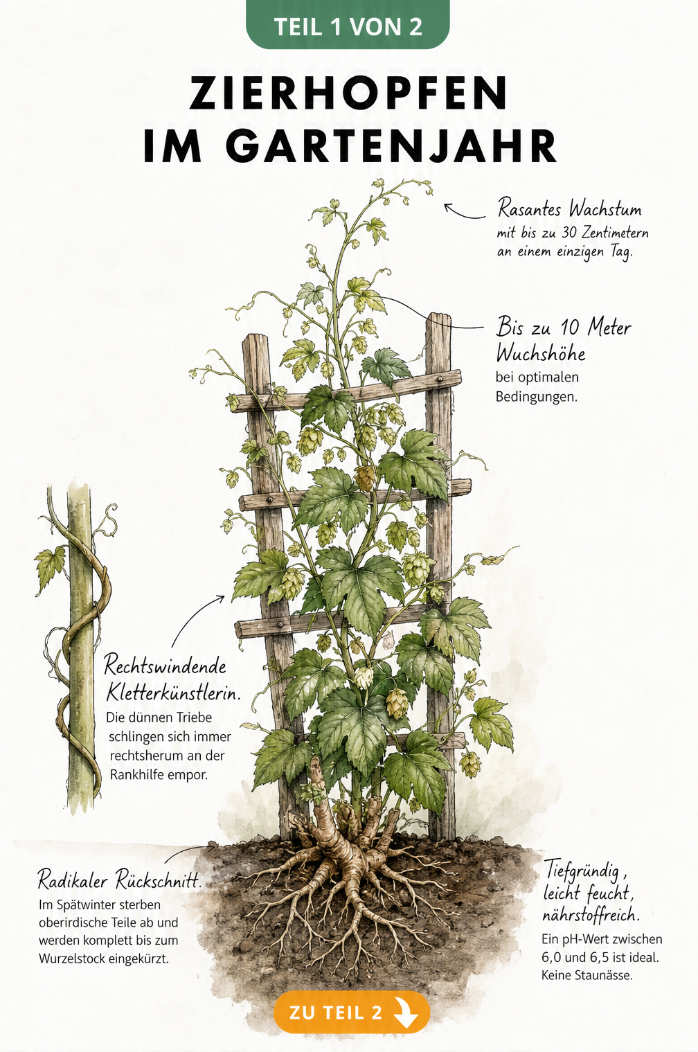Botanische Illustration eines Zierhopfens am Holzspalier mit Wachstumsdaten und Pflegehinweisen
