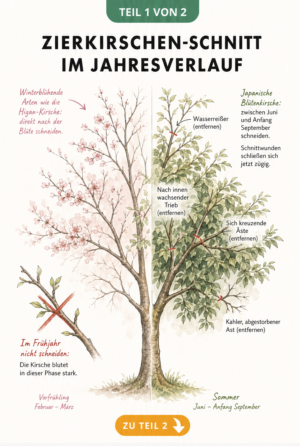 Illustration einer Zierkirsche, die den Schnittzeitpunkt im Vorfrühling und Spätsommer sowie das Entfernen von Problemästen zeigt.