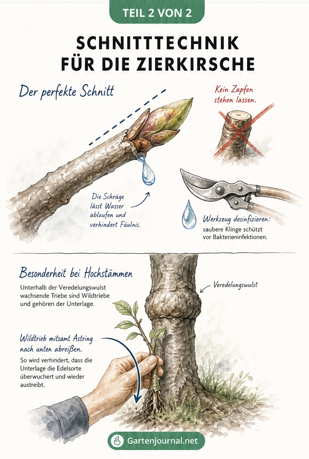 Detailzeichnung der Schnitttechnik an einem Ast mit Knospe und das Entfernen eines Wildtriebs an der Veredelungswulst.