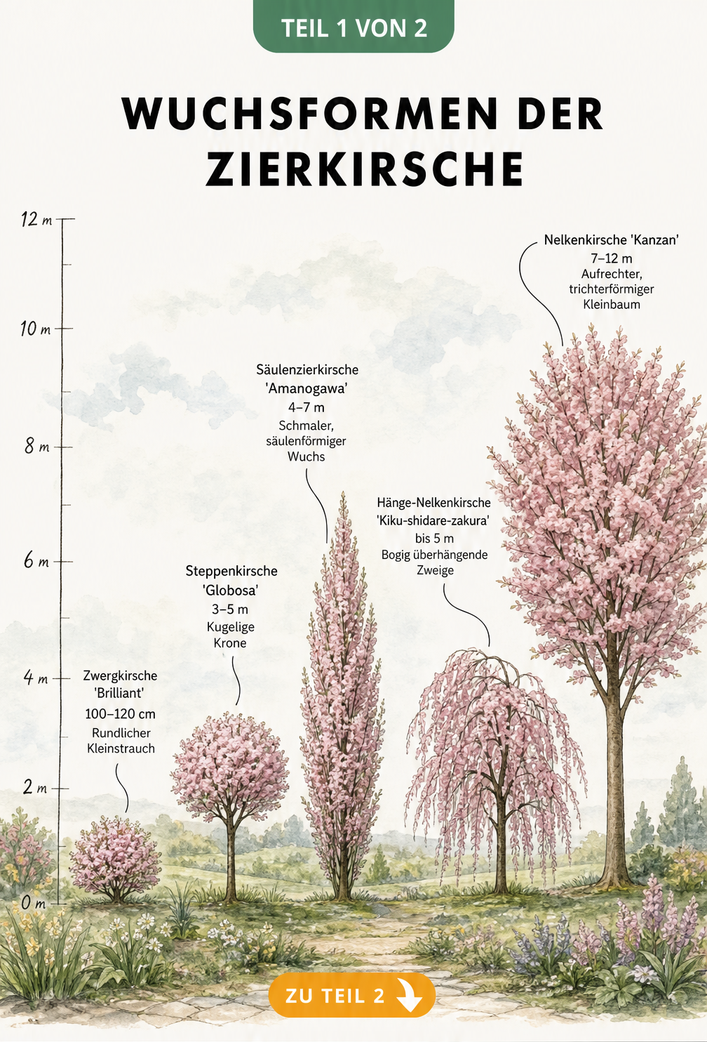 Illustration von fünf verschiedenen Zierkirschen-Sorten mit ihren Wuchsformen und Höhen im Vergleich