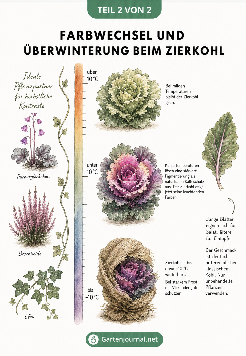 Aquarellierte Temperaturskala zeigt den Farbwechsel von Zierkohl bei Kälte sowie den Winterschutz bei Frost unter minus 10 Grad.