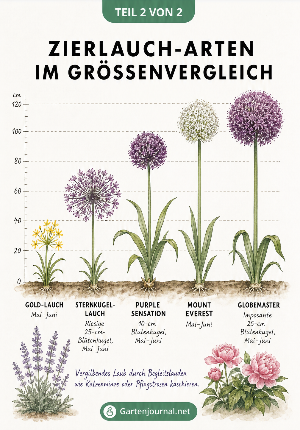 Vergleich von fünf Zierlauch-Arten mit Wuchshöhe, Blütezeit und Blütengröße