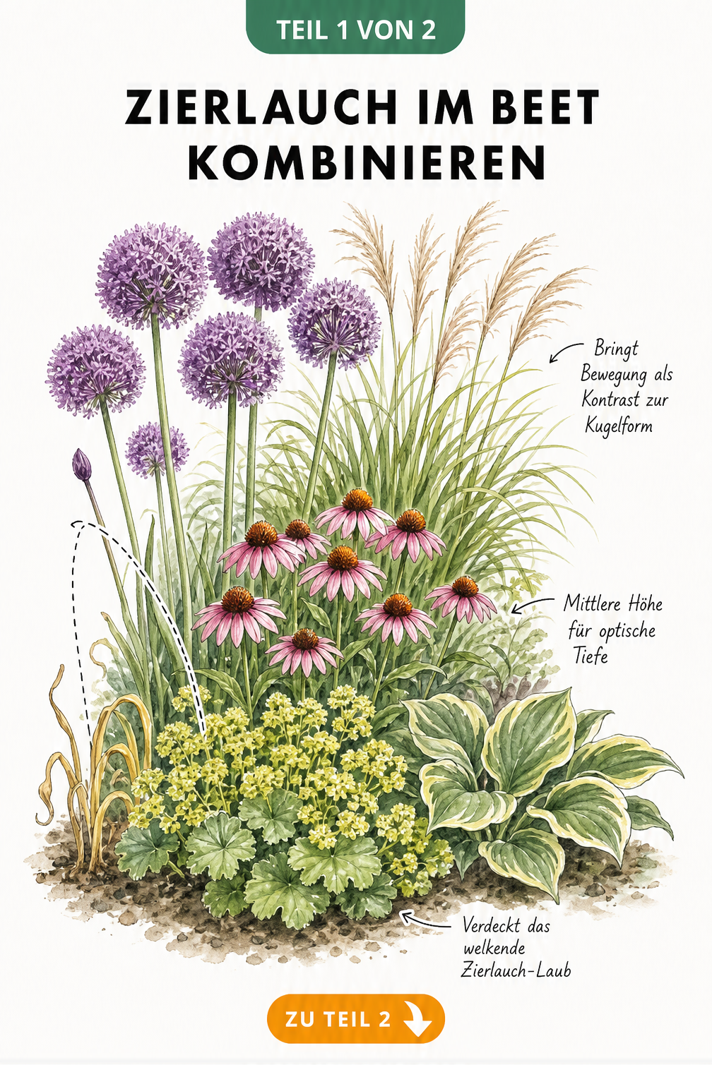 Aquarell-Skizze eines Gartenbeets mit Zierlauch, Chinaschilf, Echinacea und Frauenmantel zur Höhenstaffelung