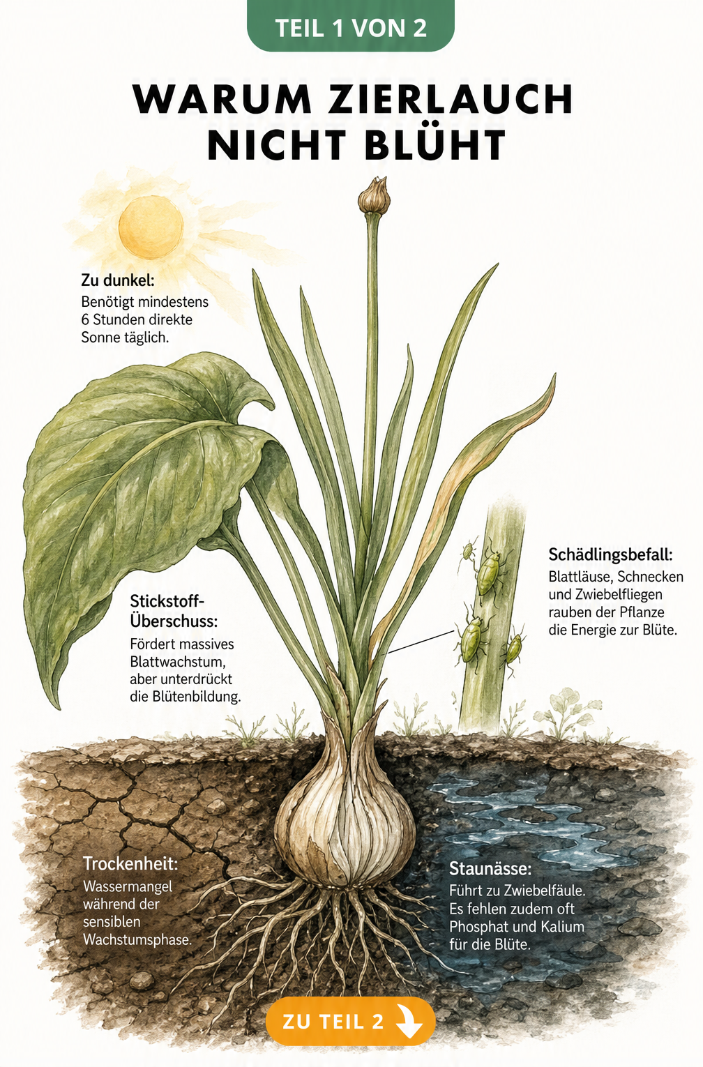 Botanische Schnittzeichnung eines Zierlauchs ohne Blüte, die Ursachen wie Lichtmangel, Stickstoff-Überschuss, Schädlinge, Trockenheit und Staunässe zeigt.