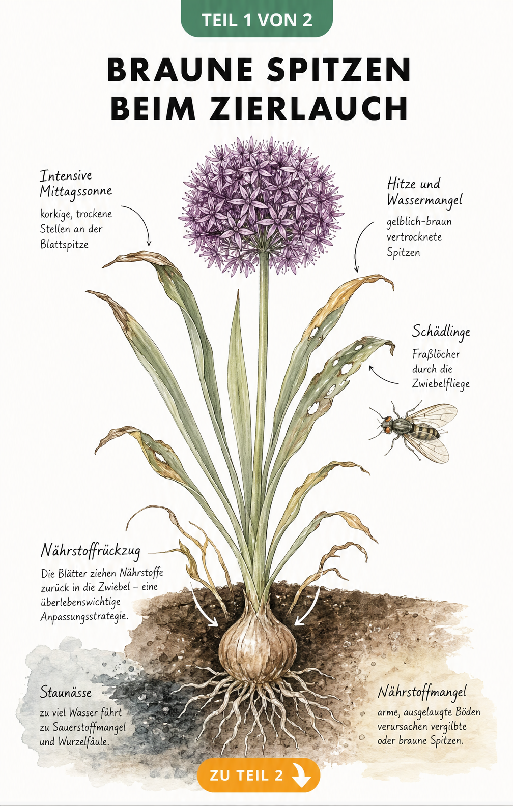 Botanische Illustration eines Zierlauchs im Querschnitt mit Ursachen für braune Spitzen an Blättern und Wurzeln