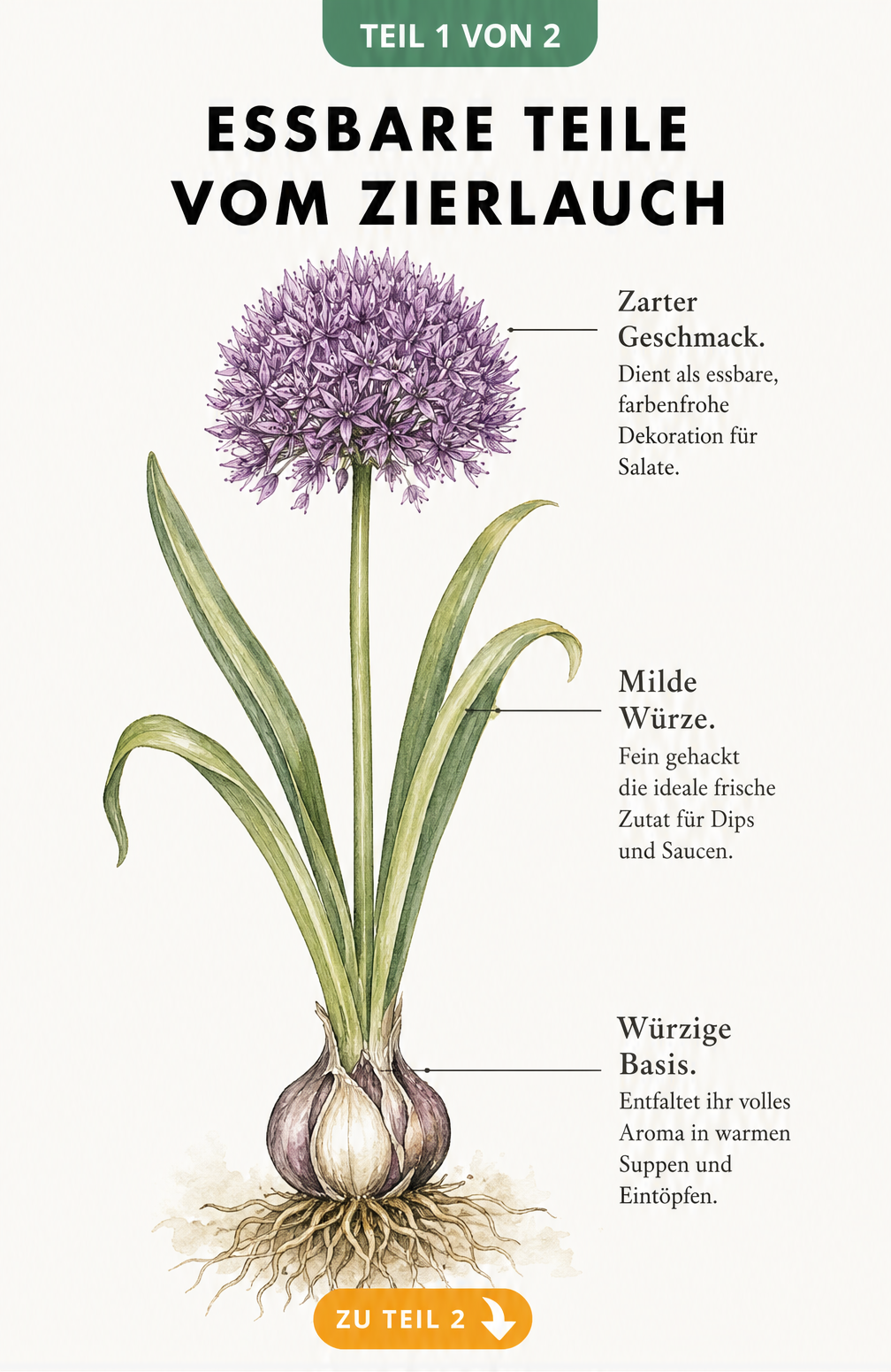 Botanische Illustration einer Zierlauch-Pflanze, die essbare Teile wie Blüte, Blätter und Zwiebel zeigt