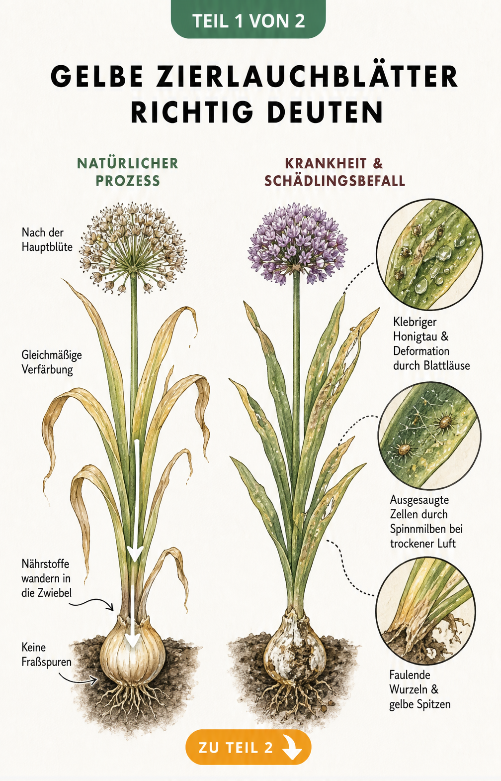 Illustration von Zierlauch: Vergleich zwischen natürlichem Nährstoffrückzug und Schäden durch Blattläuse, Spinnmilben und Pilze