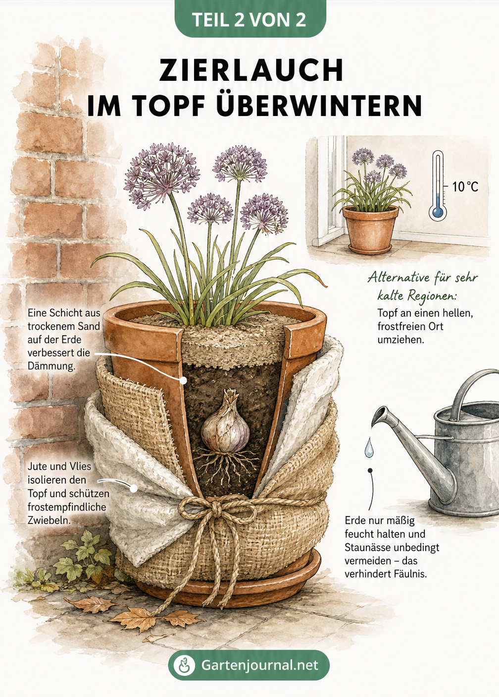Illustration eines Terrakotta-Topfes mit Zierlauch, umwickelt mit Jute und Vlies, an einer Hauswand