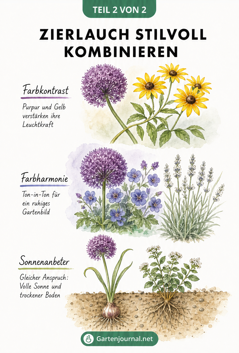 Handgemaltes Pflanzen-Moodboard mit Zierlauch-Kombinationen nach Farben, Texturen und Standort