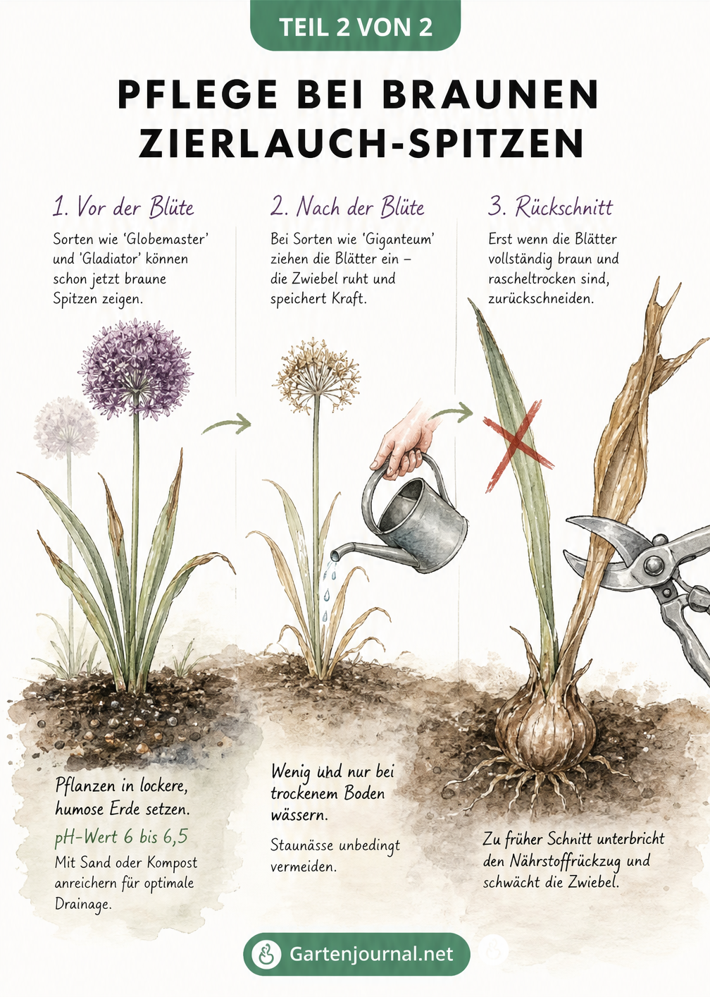 Dreiteilige Illustration zur Pflege von Zierlauch: Bodenbeschaffenheit, Gießen in der Ruhephase und der richtige Zeitpunkt für den Rückschnitt