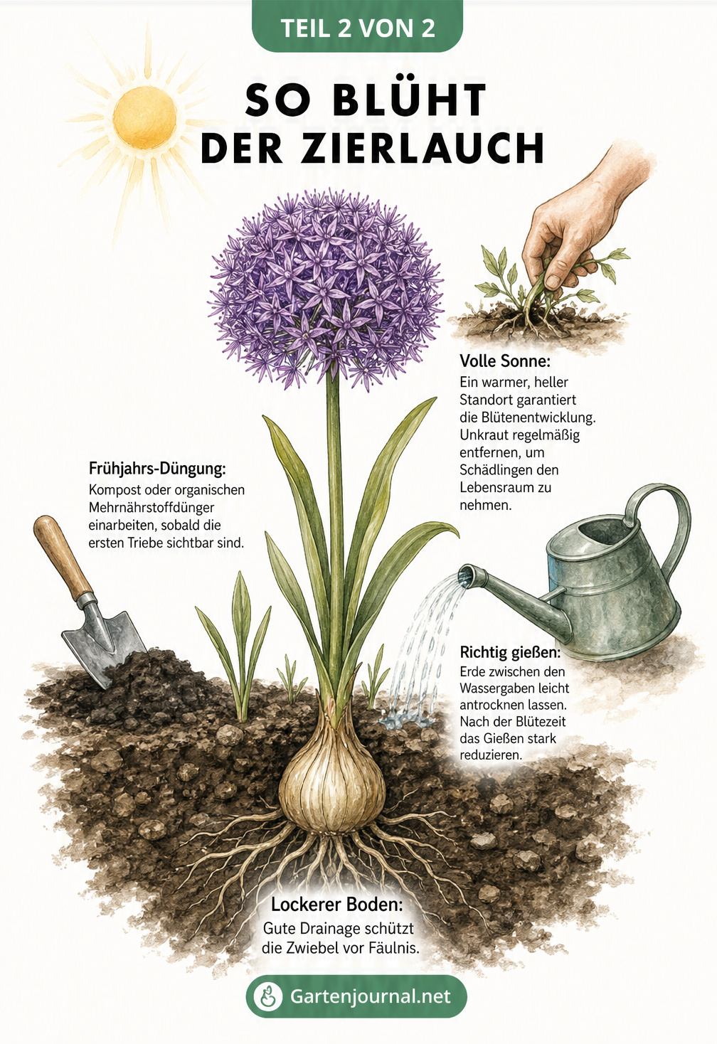 Botanische Illustration eines blühenden Zierlauchs mit Tipps zu lockerem Boden, Frühjahrs-Düngung, richtigem Gießen und vollem Sonnenlicht.