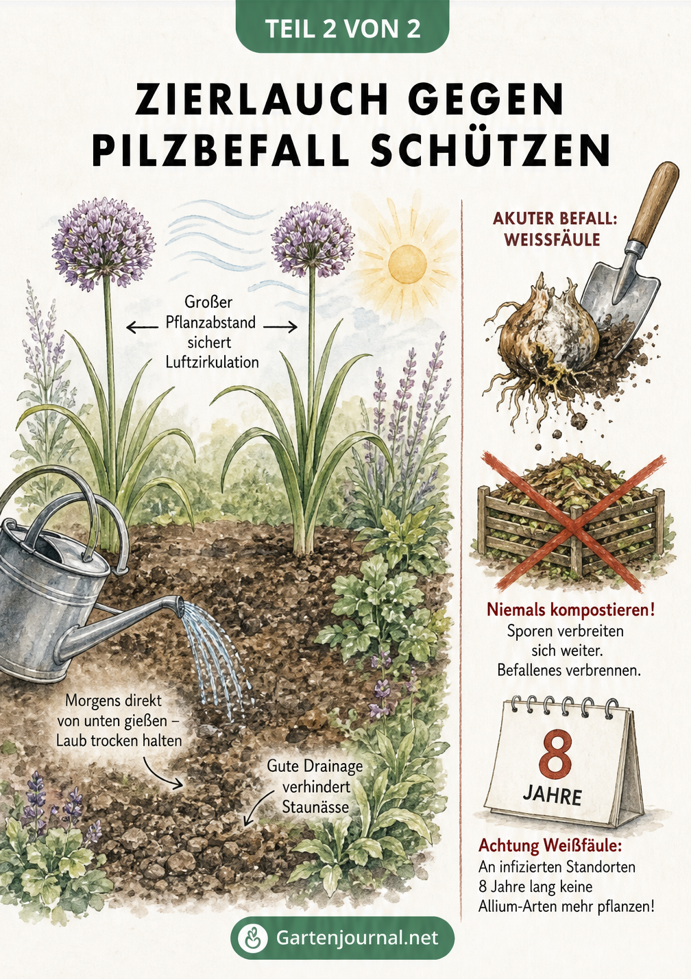 Illustration zur Vorbeugung von Pilzbefall bei Zierlauch durch Pflanzabstand, richtiges Gießen und gute Drainage