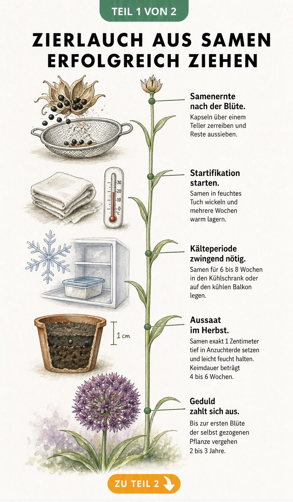 Botanische Illustration eines Zeitstrahls zur Anzucht von Zierlauch aus Samen, von der Samenernte über Stratifikation und Aussaat bis zur Blüte.
