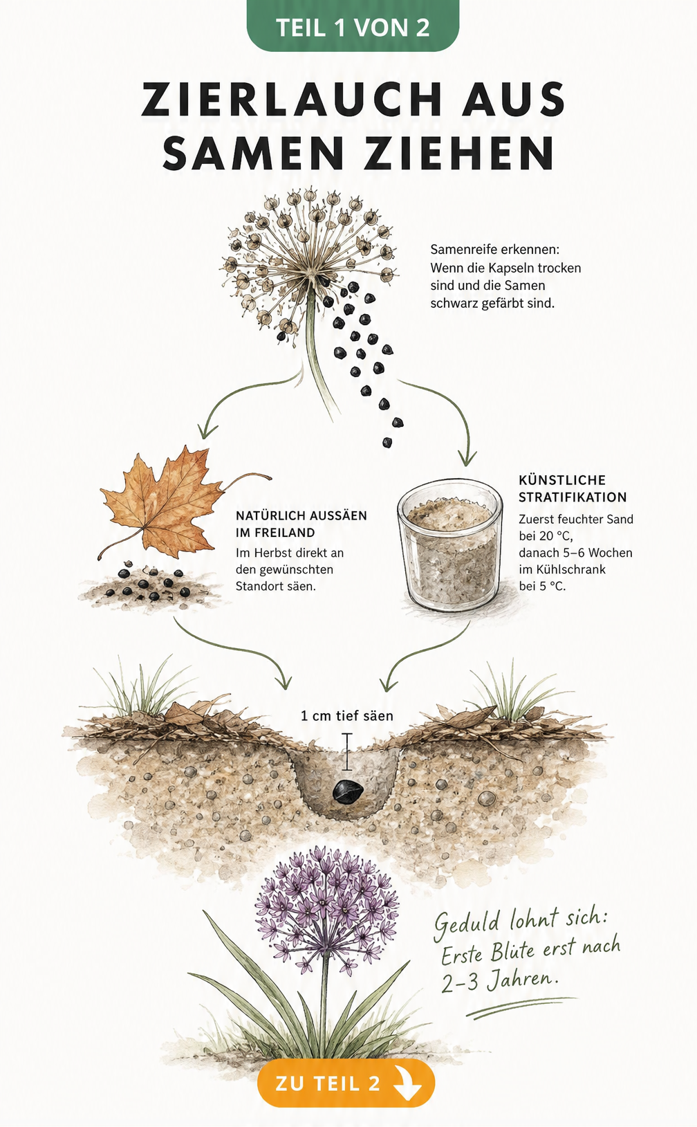 Botanische Illustration zur Aussaat von Zierlauch-Samen mit Kaltkeimung und Pflanztiefe
