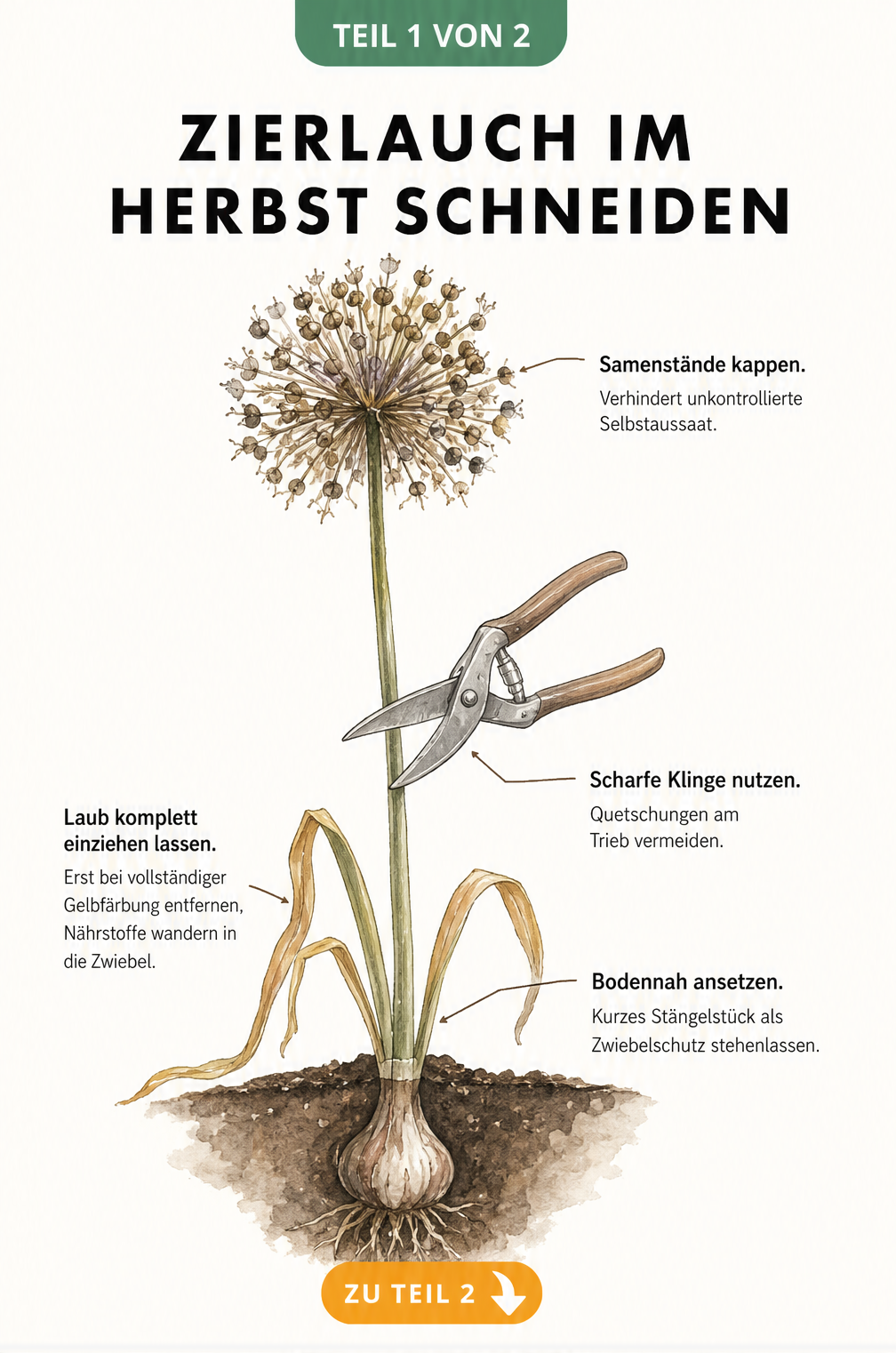 Botanische Illustration eines verblühenden Zierlauchs im Querschnitt mit Gartenschere und Hinweisen zum richtigen Schnitt im Herbst.