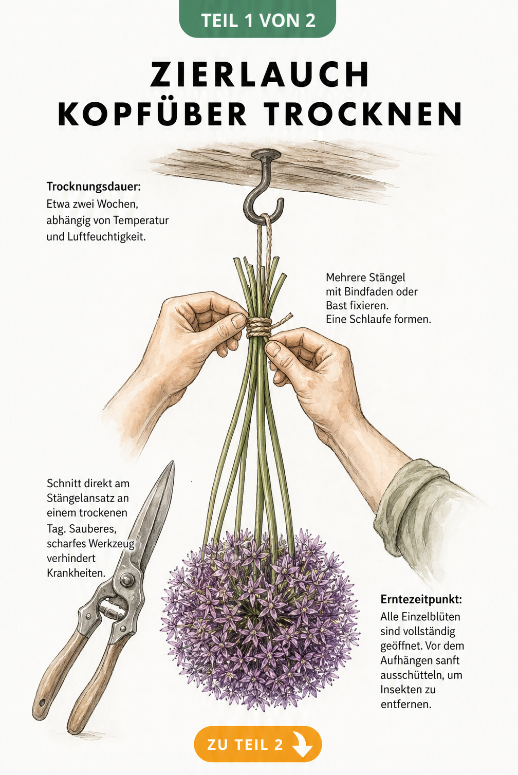 Botanische Illustration eines Zierlauch-Stängels, der kopfüber an einem Naturbastband aufgehängt wird, mit Hinweisen zu Erntezeitpunkt, Schnitt und...