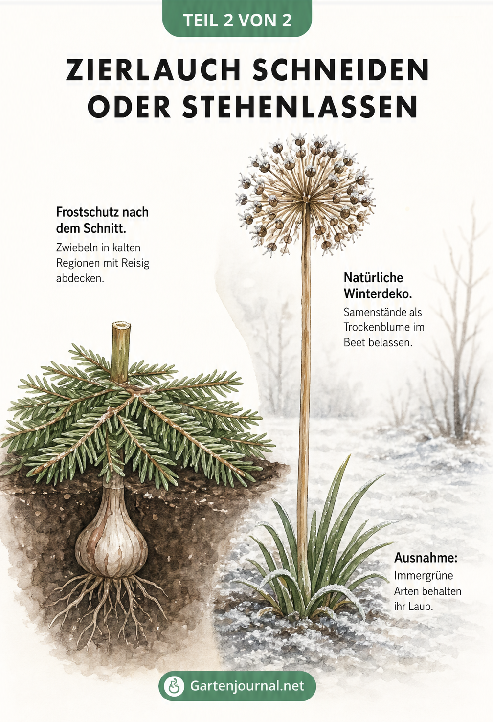 Zweigeteilte Illustration: Links geschnittener Zierlauch mit Frostschutz aus Tannenzweigen, rechts ungeschnittener Zierlauch als Winterdeko im Beet.