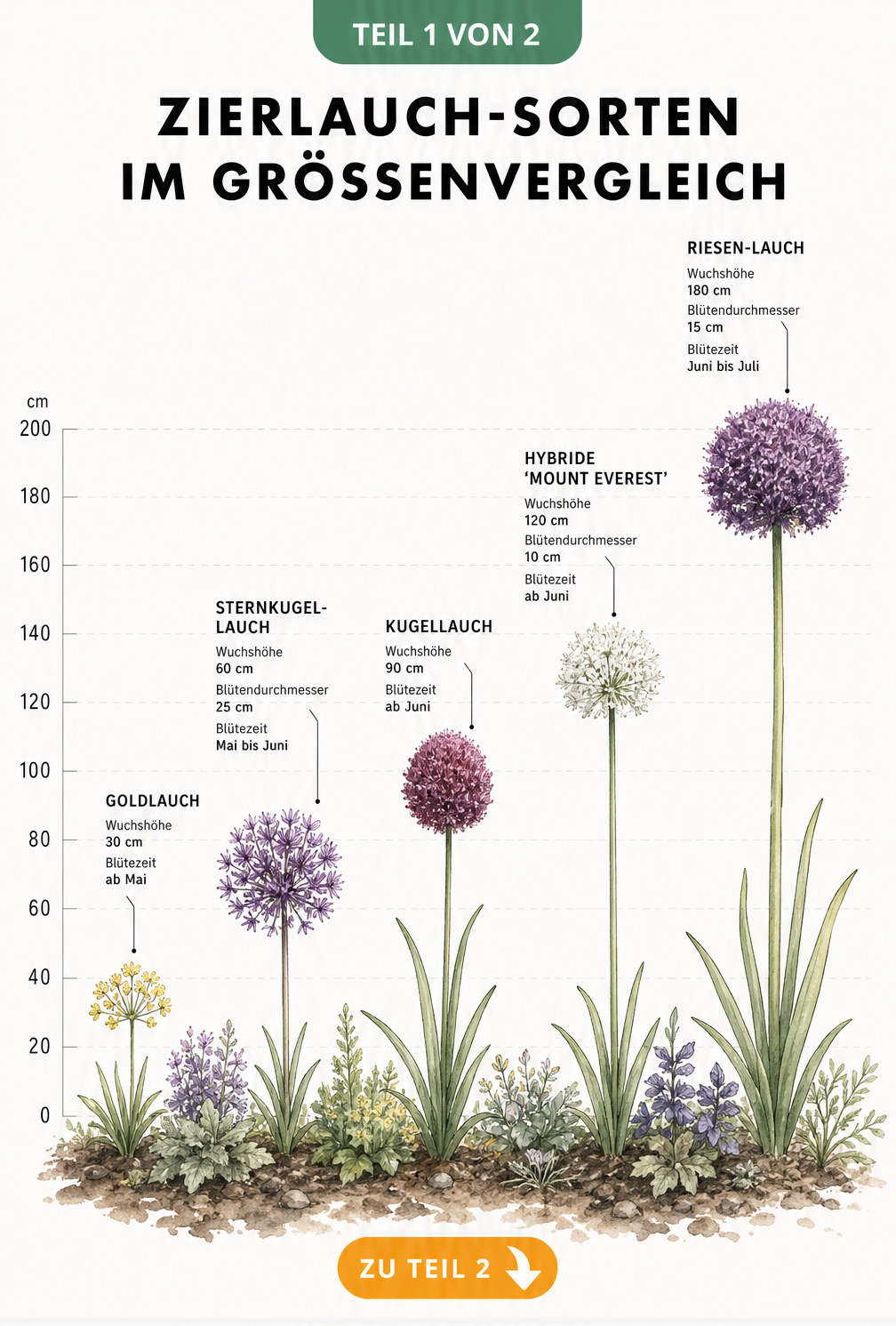 Botanische Illustration von fünf Zierlauch-Sorten im Größenvergleich von 30 bis 180 Zentimetern