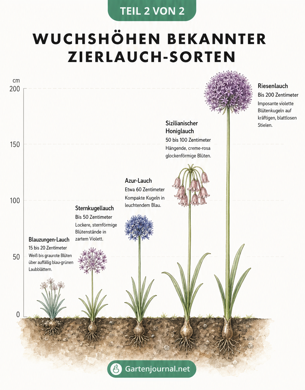Vergleich der Wuchshöhen von fünf Zierlauch-Sorten von 15 bis 200 Zentimetern