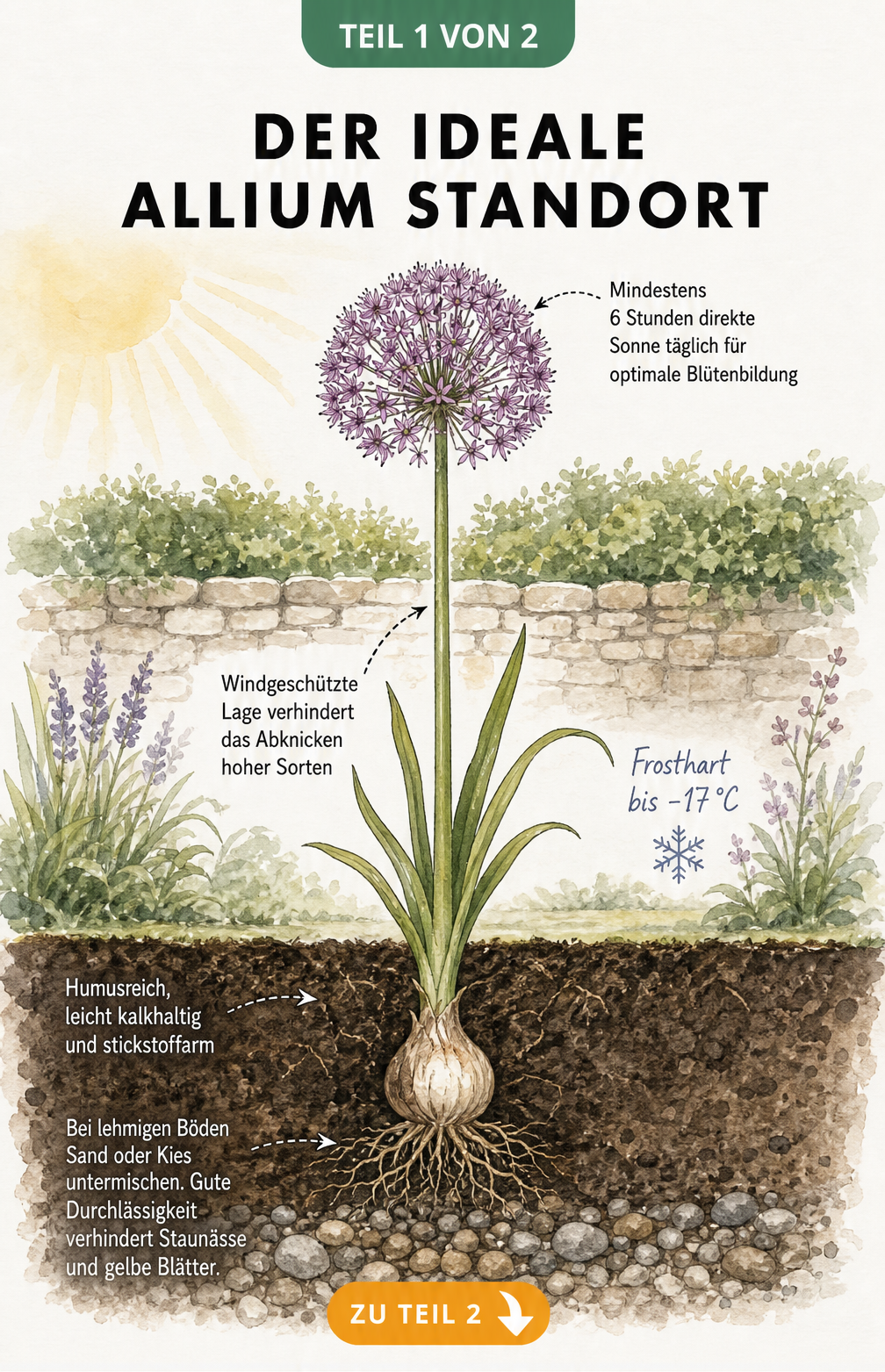 Botanische Querschnitt-Illustration eines Gartenbeets mit blühendem Zierlauch, die den idealen Standort mit Sonne, Windschutz und Bodenbeschaffenheit zeigt.