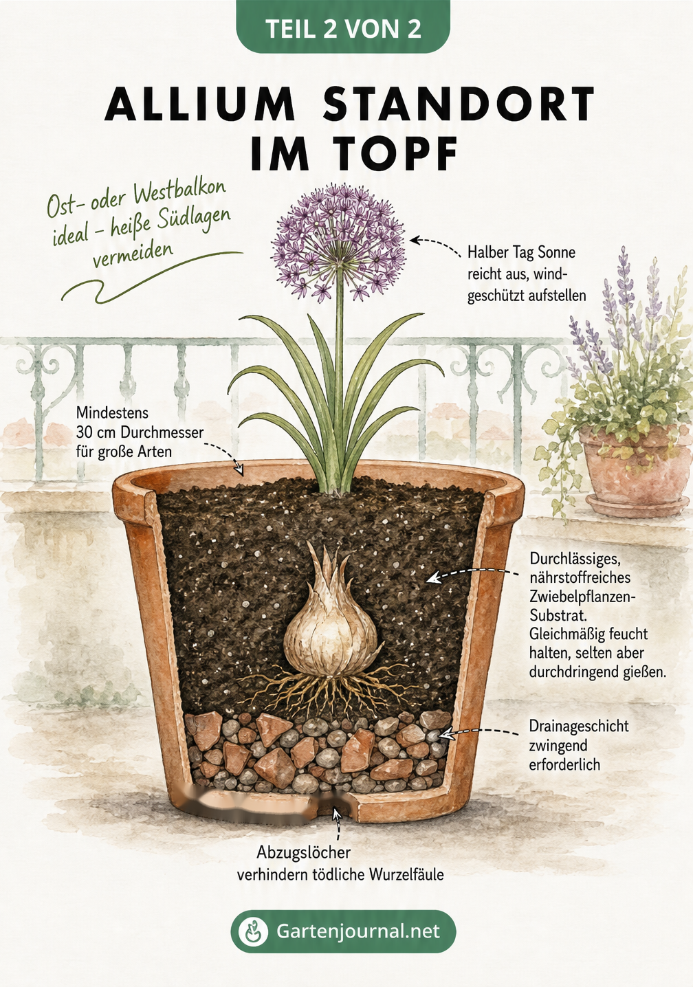 Querschnitt-Illustration eines Terrakotta-Topfes mit Zierlauch auf dem Balkon, die Drainage, Substrat und Ausrichtung erklärt.