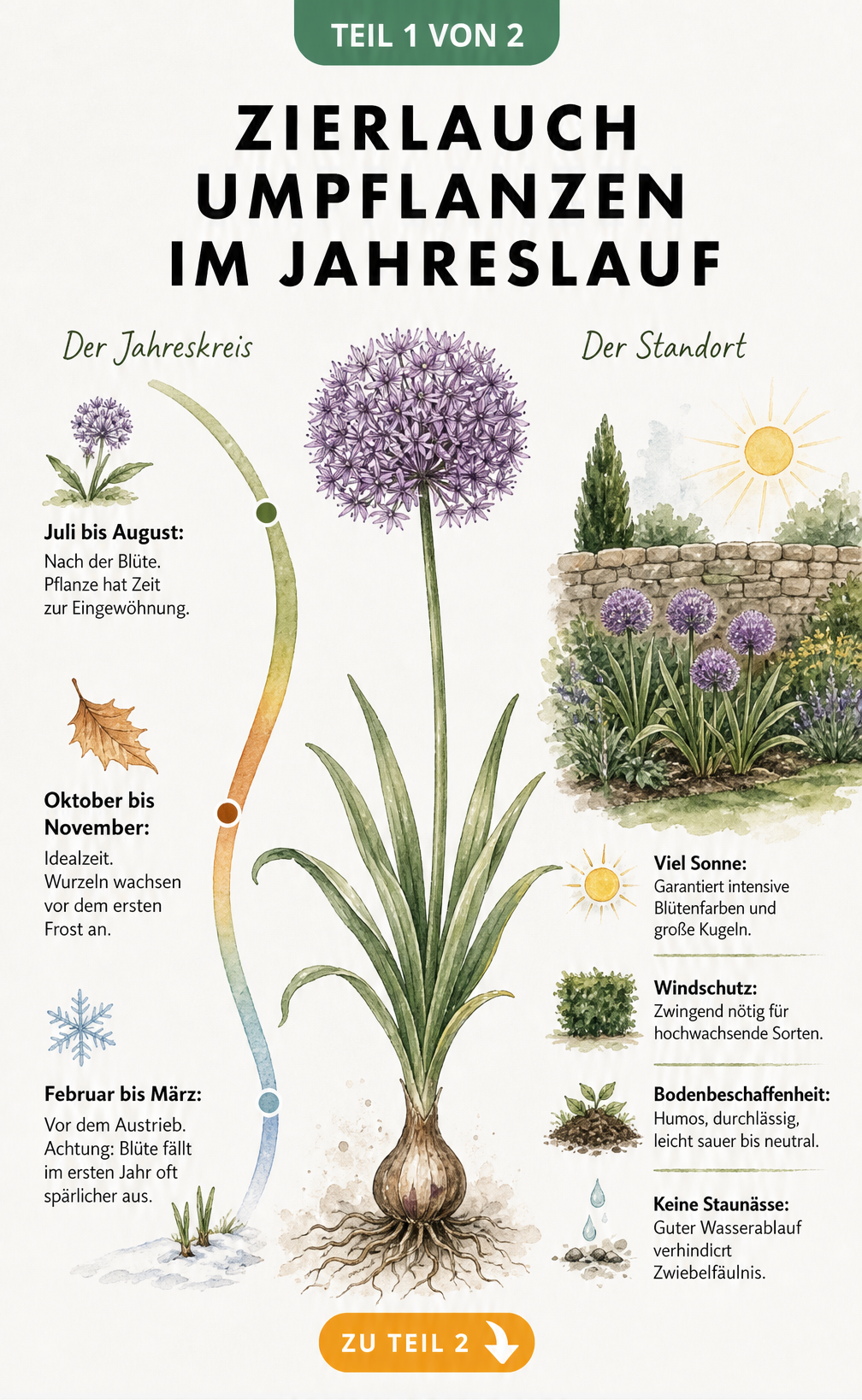 Botanische Illustration eines Zierlauchs mit Jahreskreis für den idealen Zeitpunkt zum Umpflanzen und Skizze für den perfekten Standort