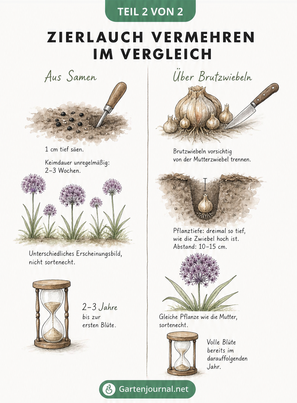 Vergleich der Zierlauch-Vermehrung durch Samen und Brutzwiebeln mit Dauer bis zur Blüte