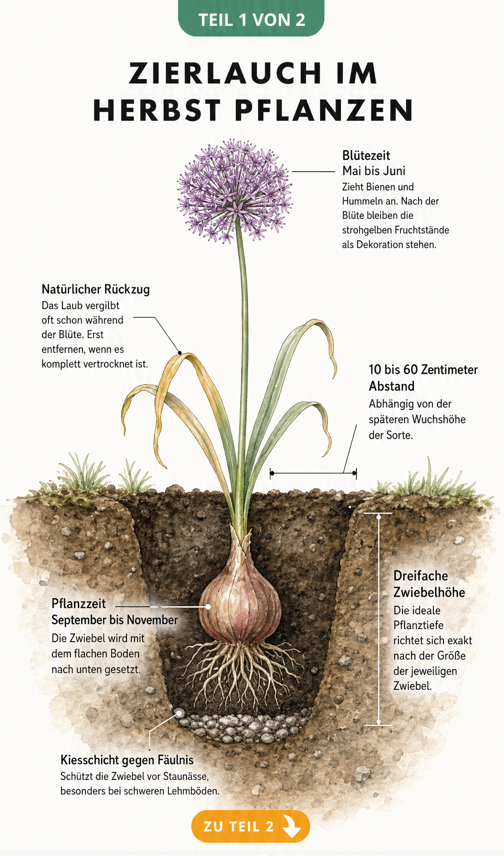 Botanische Illustration einer Zierlauch-Zwiebel im Erdschnitt mit Pflanztiefe, Kiesschicht und Wurzeln